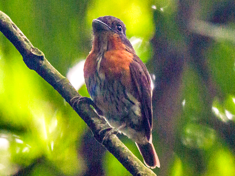 Grey-headed Broadbill - eBird
