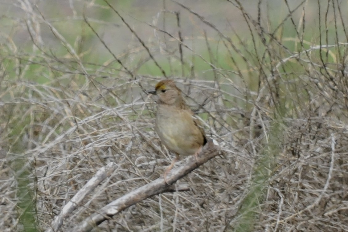 Golden-crowned Sparrow - ML37396811