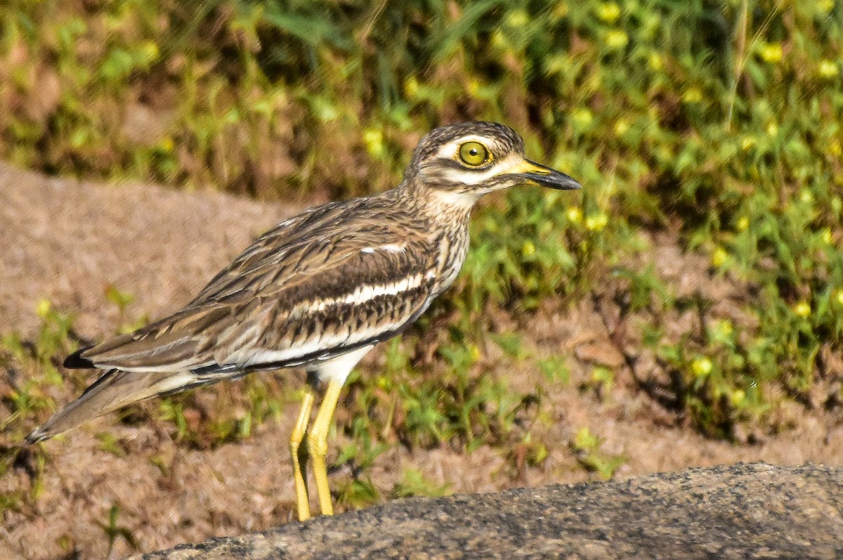 Indian Thick-knee - ML373968221