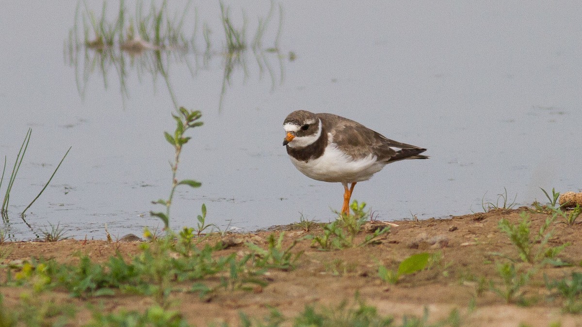 Common Ringed Plover - ML373977341