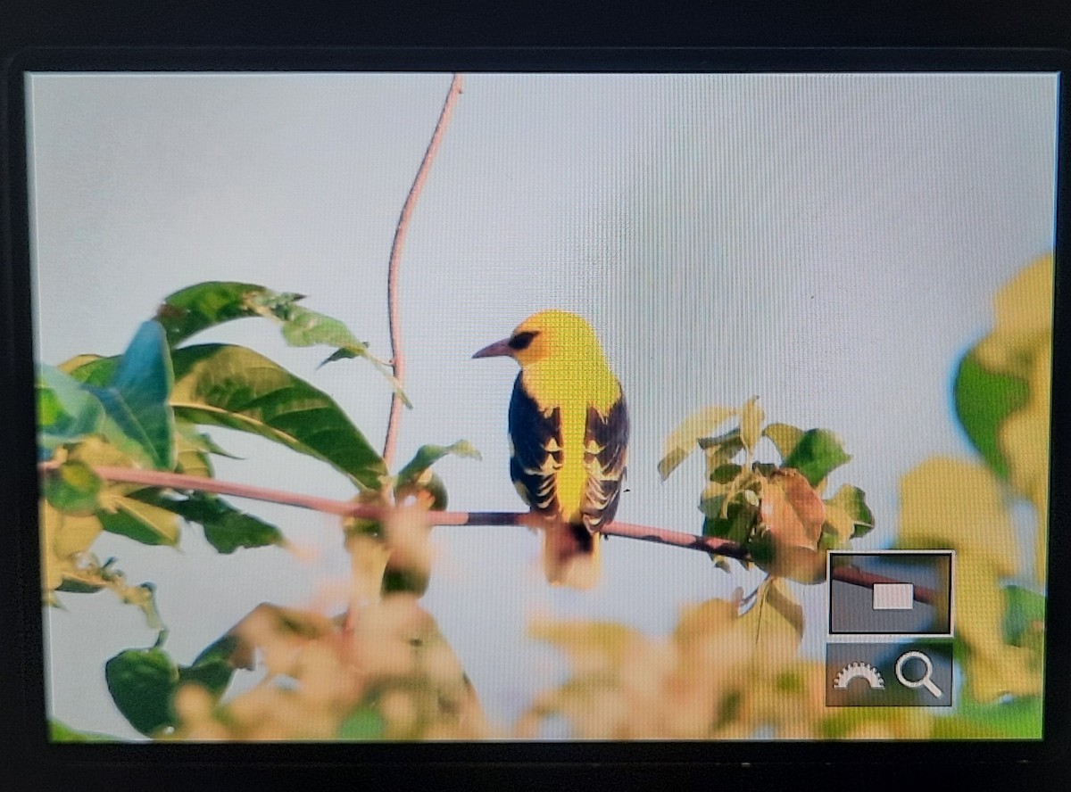 Indian Golden Oriole - ML373981791