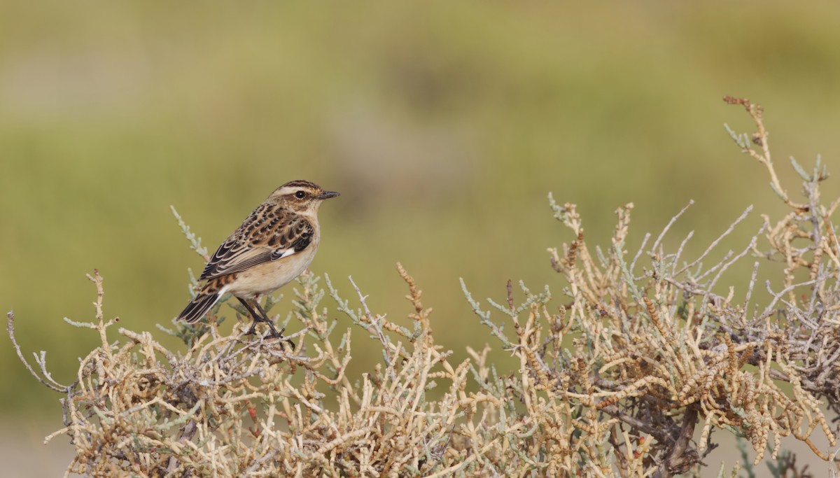 Whinchat - ML373986761
