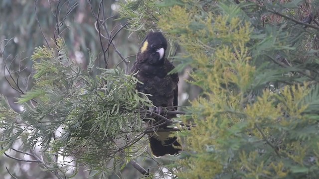 Yellow-tailed Black-Cockatoo - ML373988641