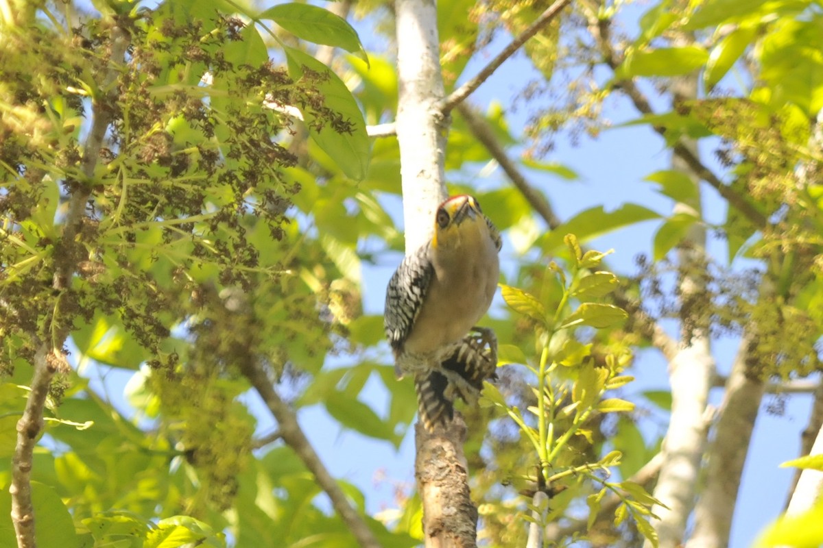Golden-cheeked Woodpecker - ML37399381