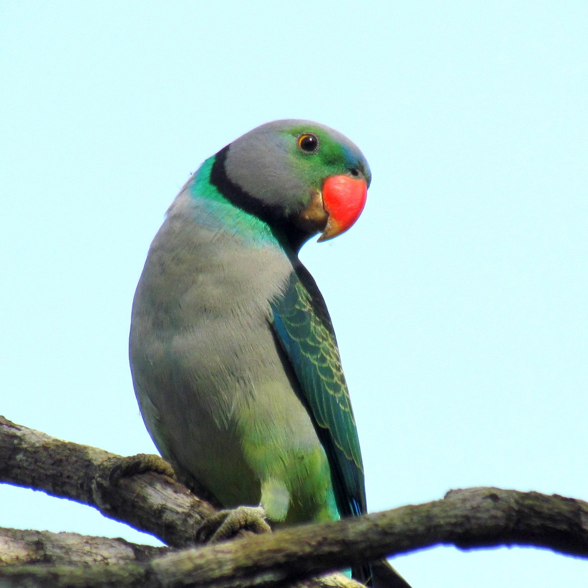 Malabar Parakeet - meher preetham