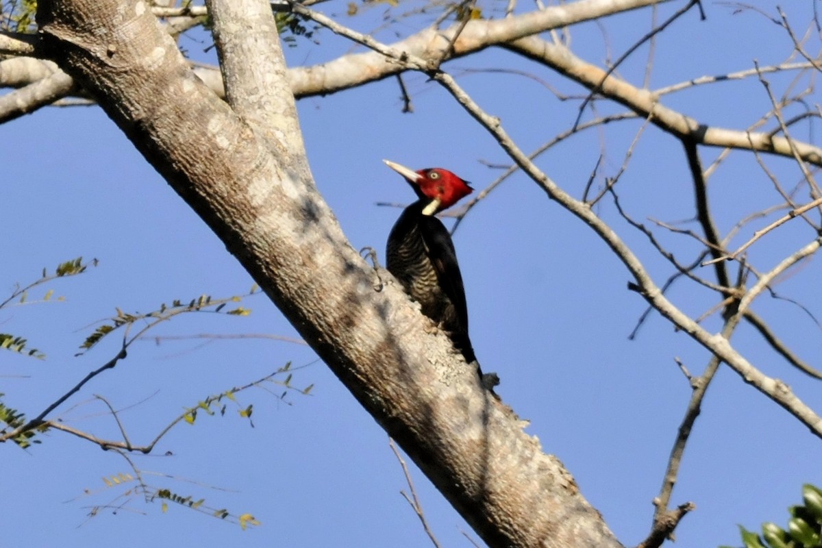 Pale-billed Woodpecker - ML37399541