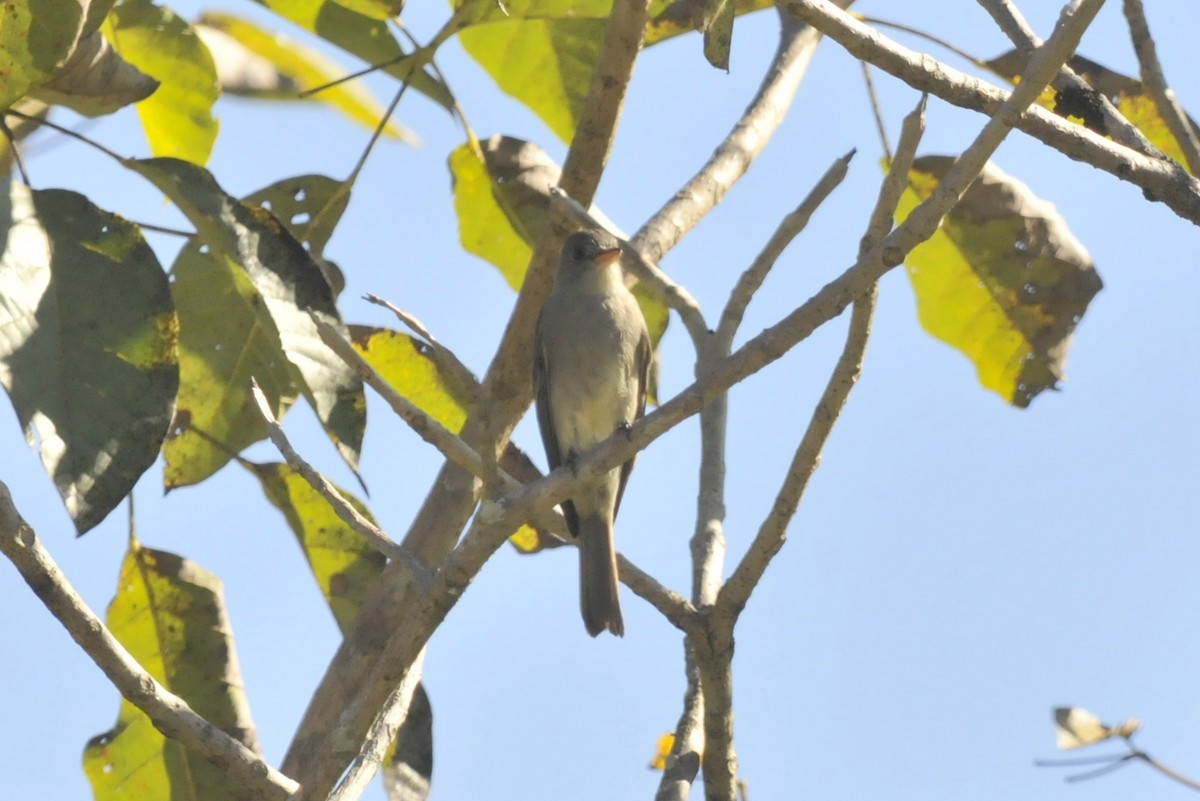 Greater Pewee - ML37399691