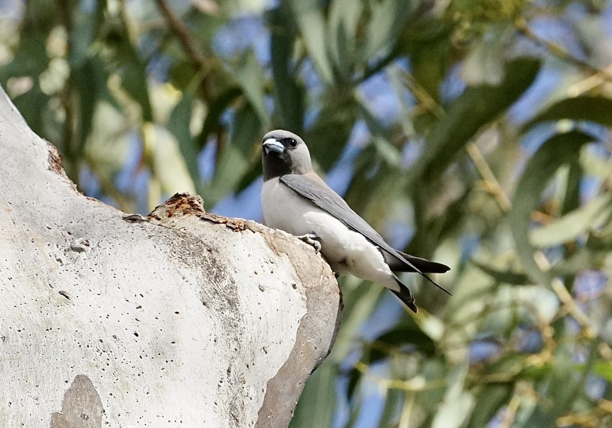White-breasted Woodswallow - ML373997071