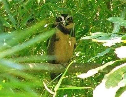 Spectacled Owl - ML374006531
