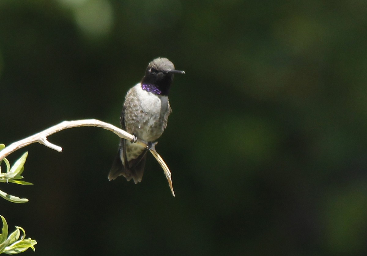 Black-chinned Hummingbird - Esme Rosen