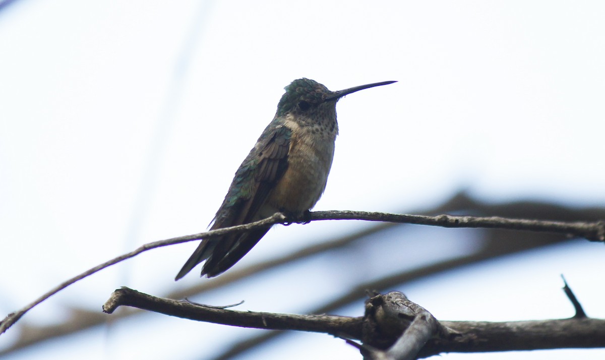 Broad-tailed Hummingbird - Esme Rosen