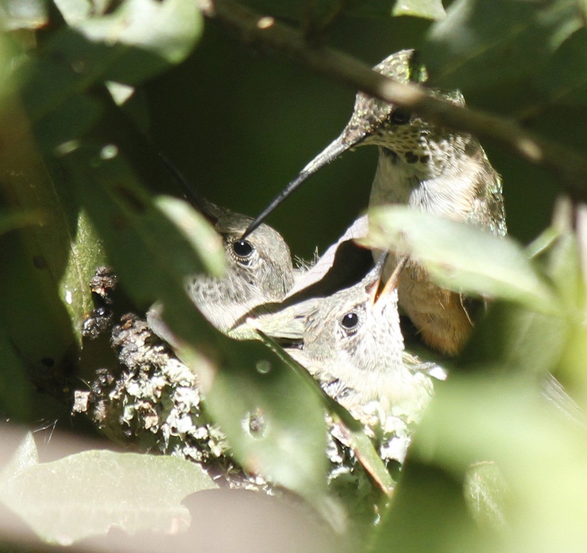 Broad-tailed Hummingbird - ML37401451