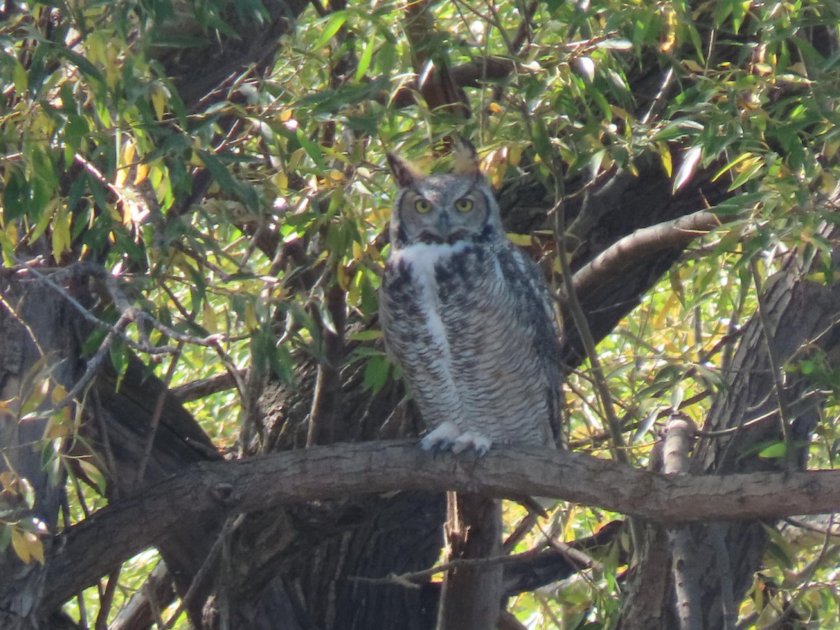 Great Horned Owl - ML374022821