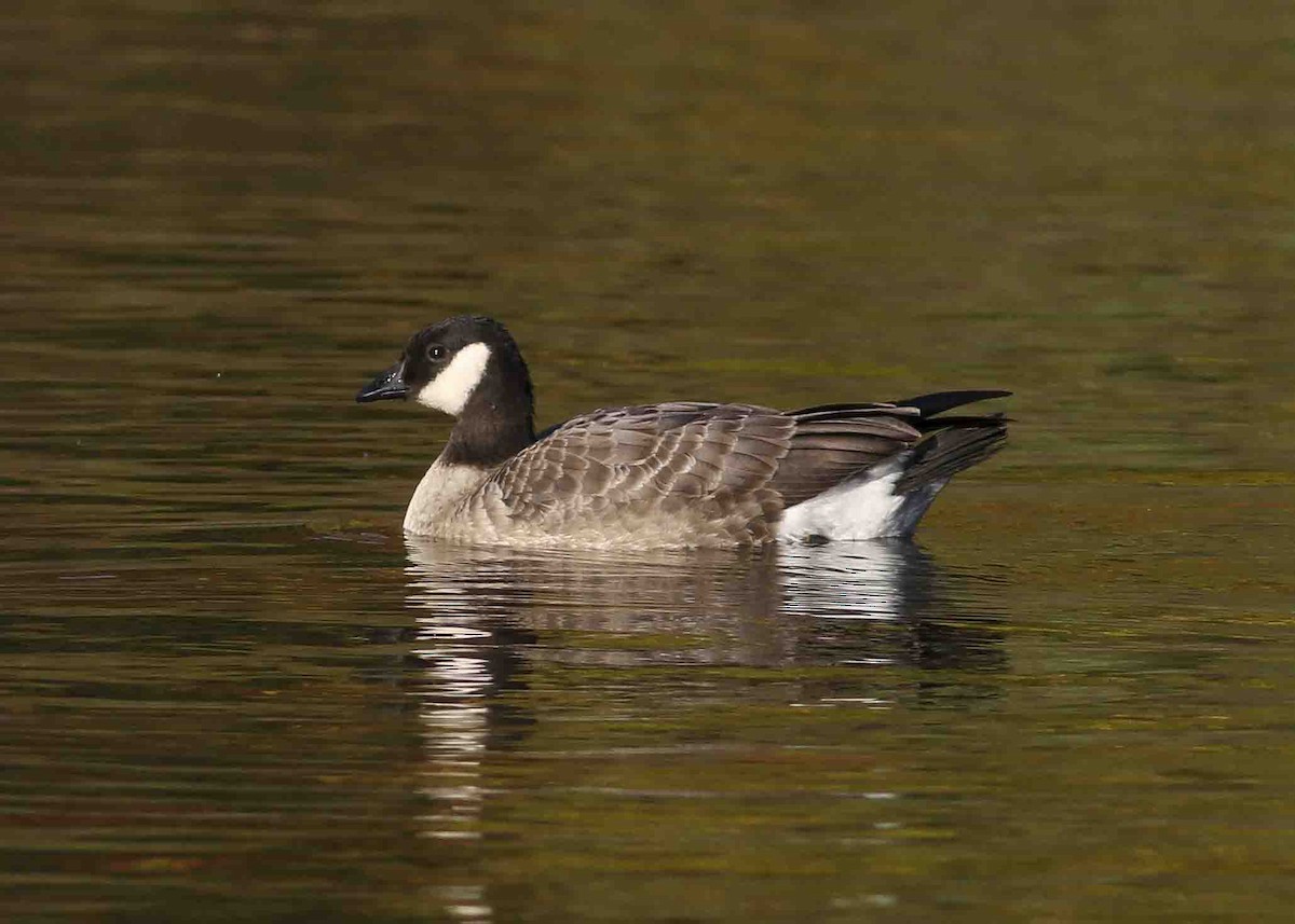 Cackling Goose (Richardson's) - ML37402401