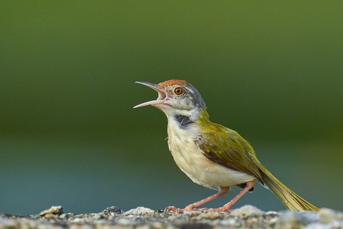 Common Tailorbird - Raghavendra  Pai