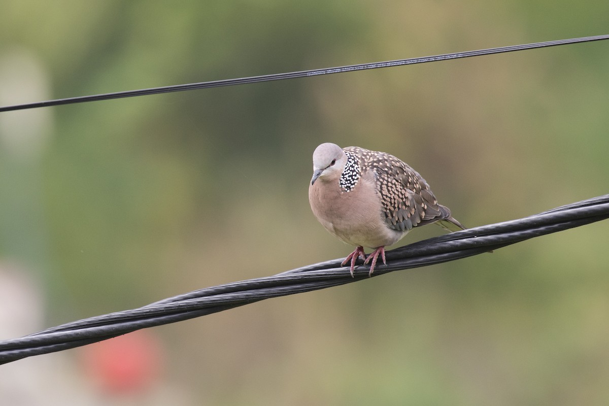 Spotted Dove - ML374025741