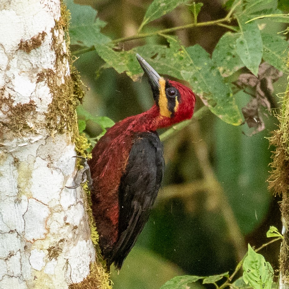 Crimson-bellied Woodpecker (Splendid) - ML374031401
