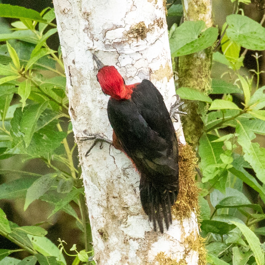 Crimson-bellied Woodpecker (Splendid) - ML374031411