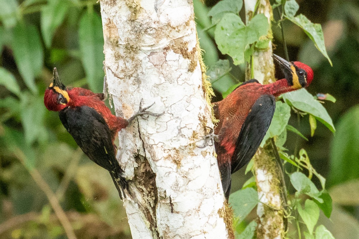 Crimson-bellied Woodpecker (Splendid) - ML374031421