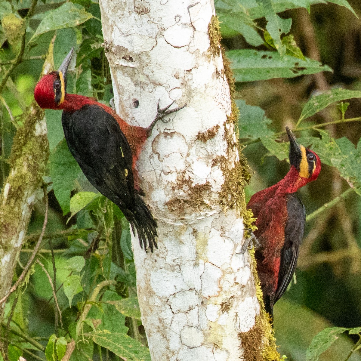 Crimson-bellied Woodpecker (Splendid) - ML374031431
