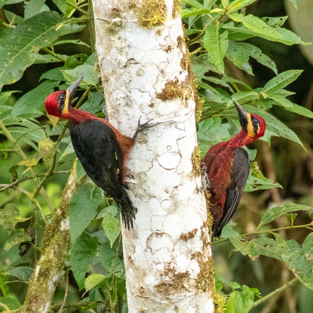Crimson-bellied Woodpecker (Splendid) - ML374031441