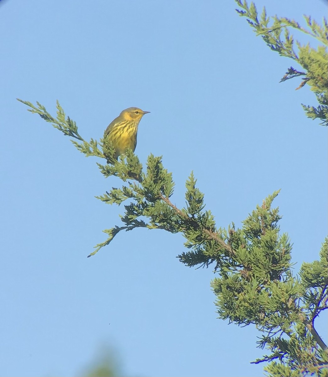 Cape May Warbler - ML374031911