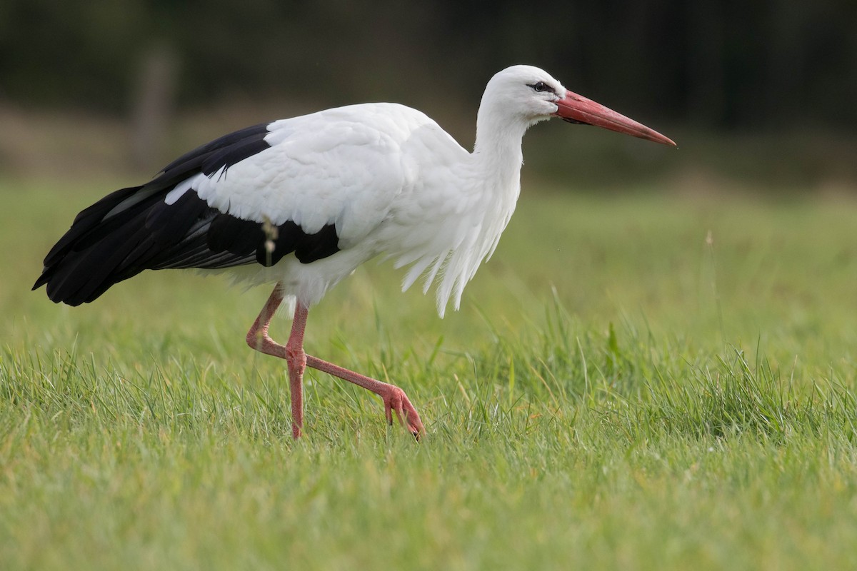 White Stork - ML374034201