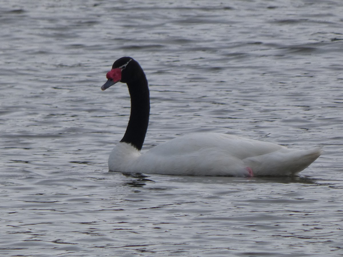 Black-necked Swan - ML374034581