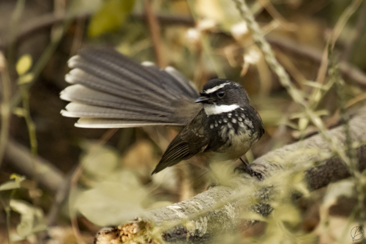 Spot-breasted Fantail - ML374036281