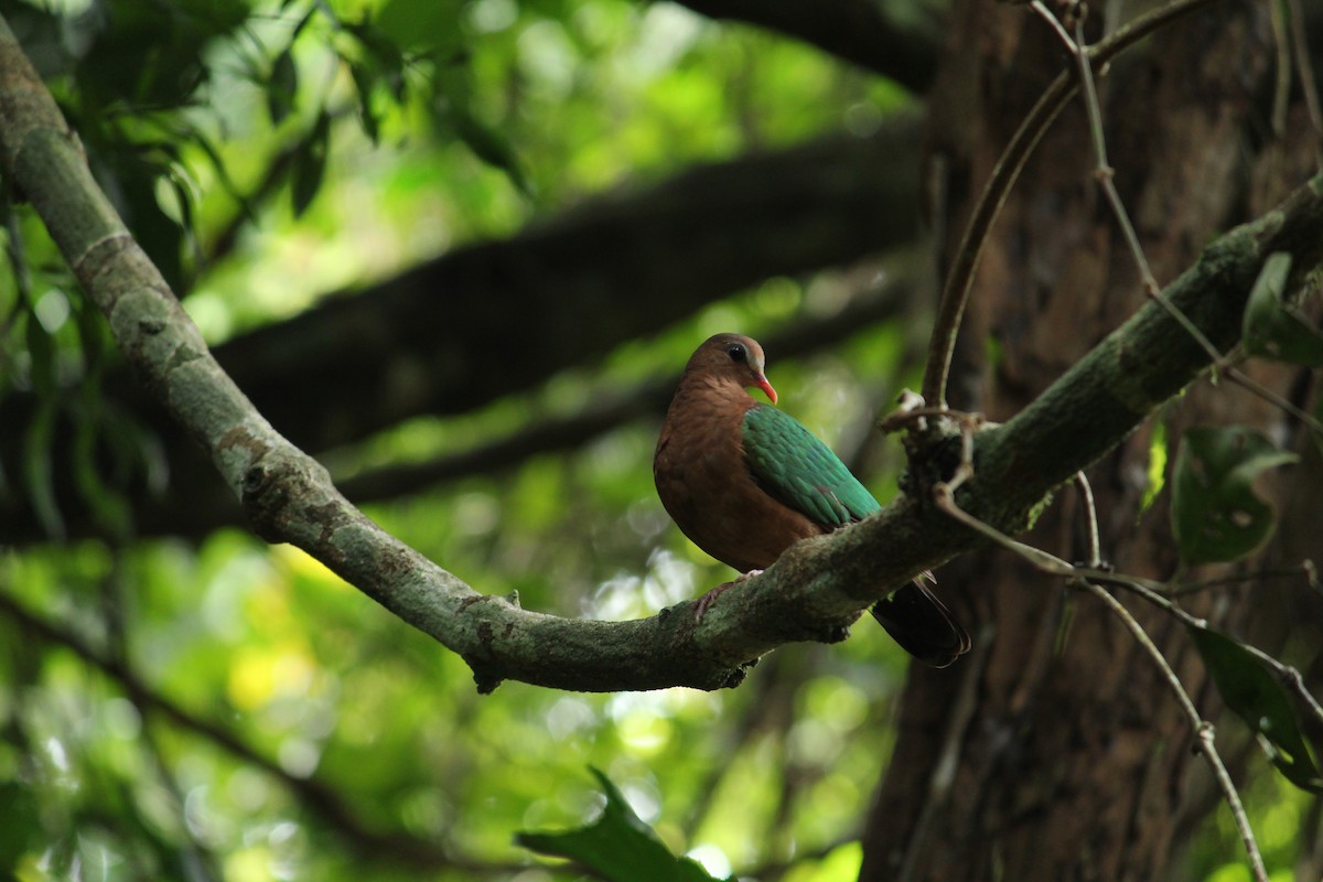 Asian Emerald Dove - Ambady Sasi