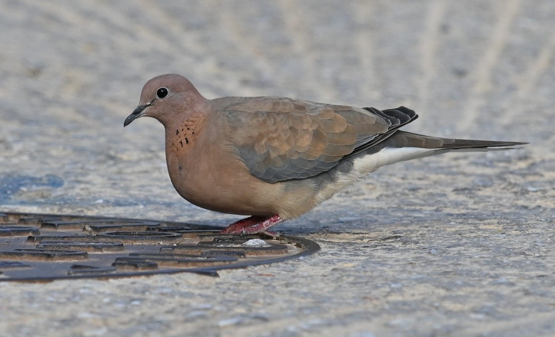 Laughing Dove - ML374042071