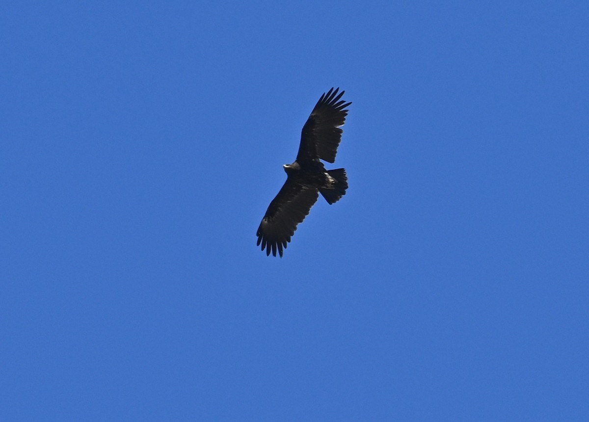 Greater Spotted Eagle - ML374043491