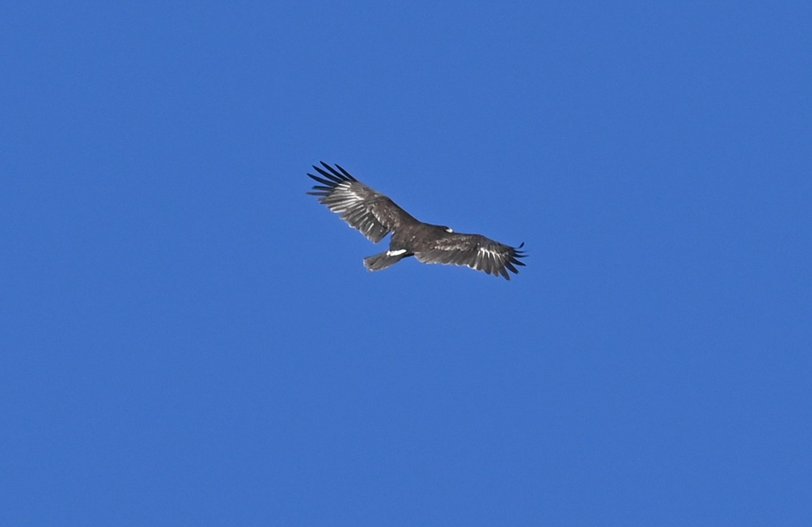 Greater Spotted Eagle - Eleni Galinou