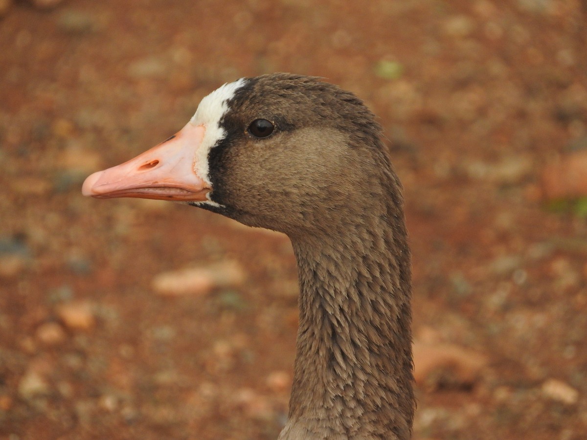 Greater White-fronted Goose - ML37404651