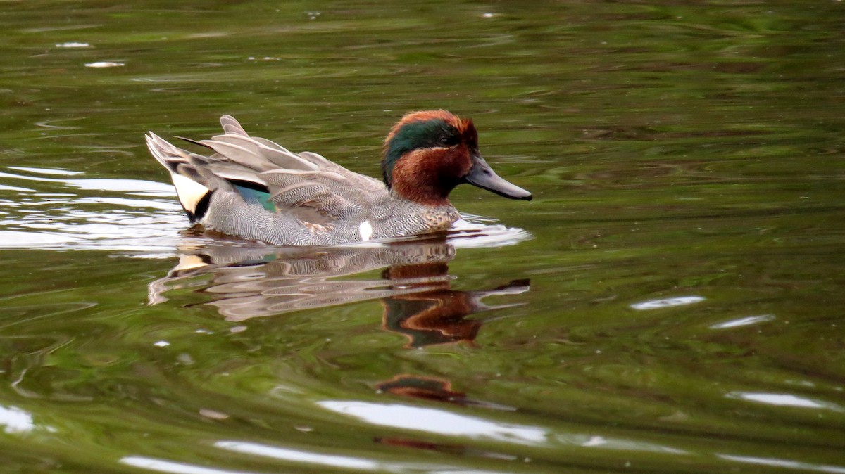 Green-winged Teal - ML37404831