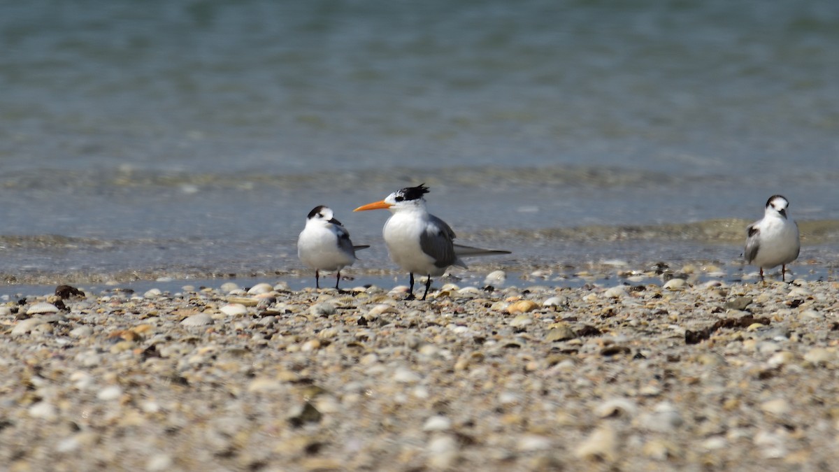 Lesser Crested Tern - xiwen CHEN