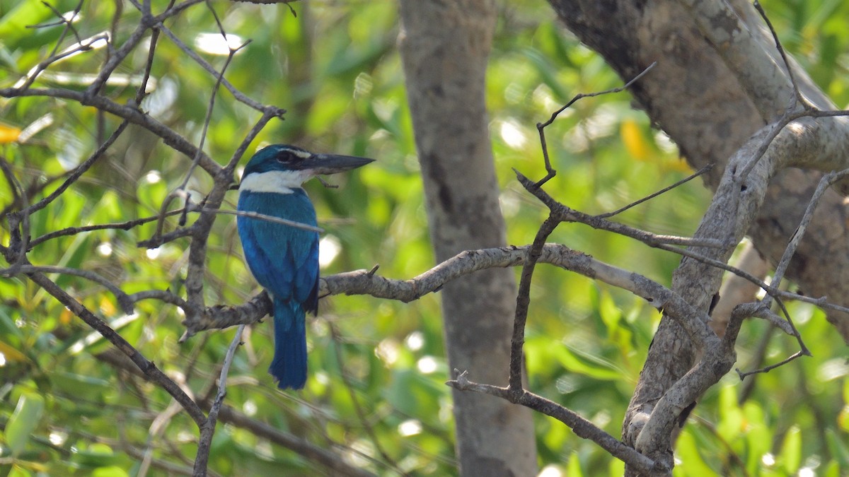 Collared Kingfisher - xiwen CHEN