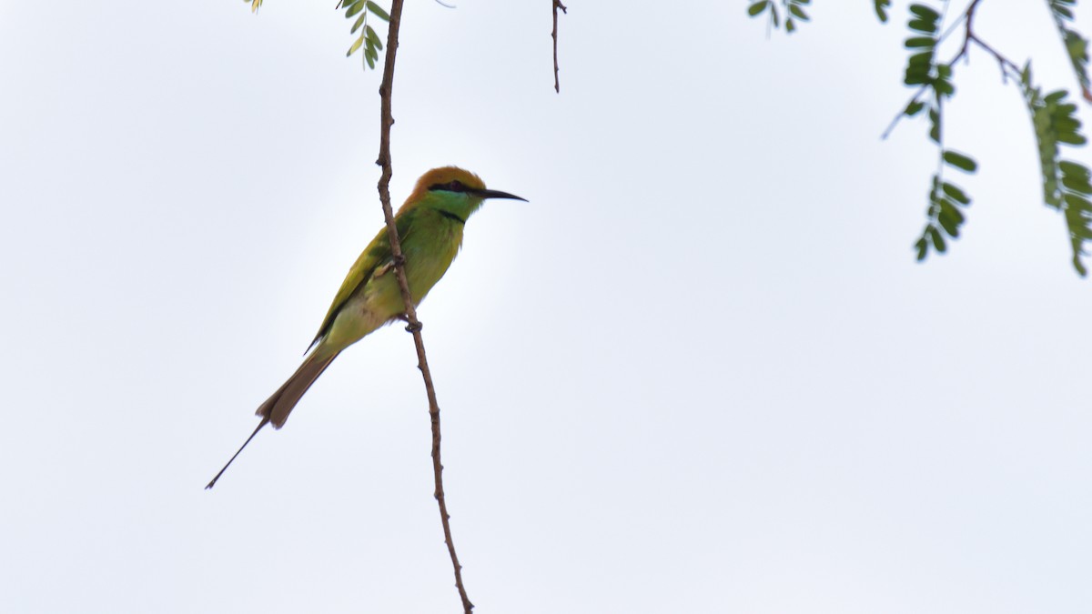 Asian Green Bee-eater - xiwen CHEN