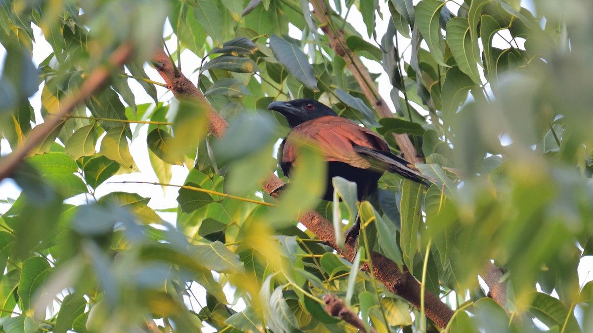 Greater Coucal - ML374050281