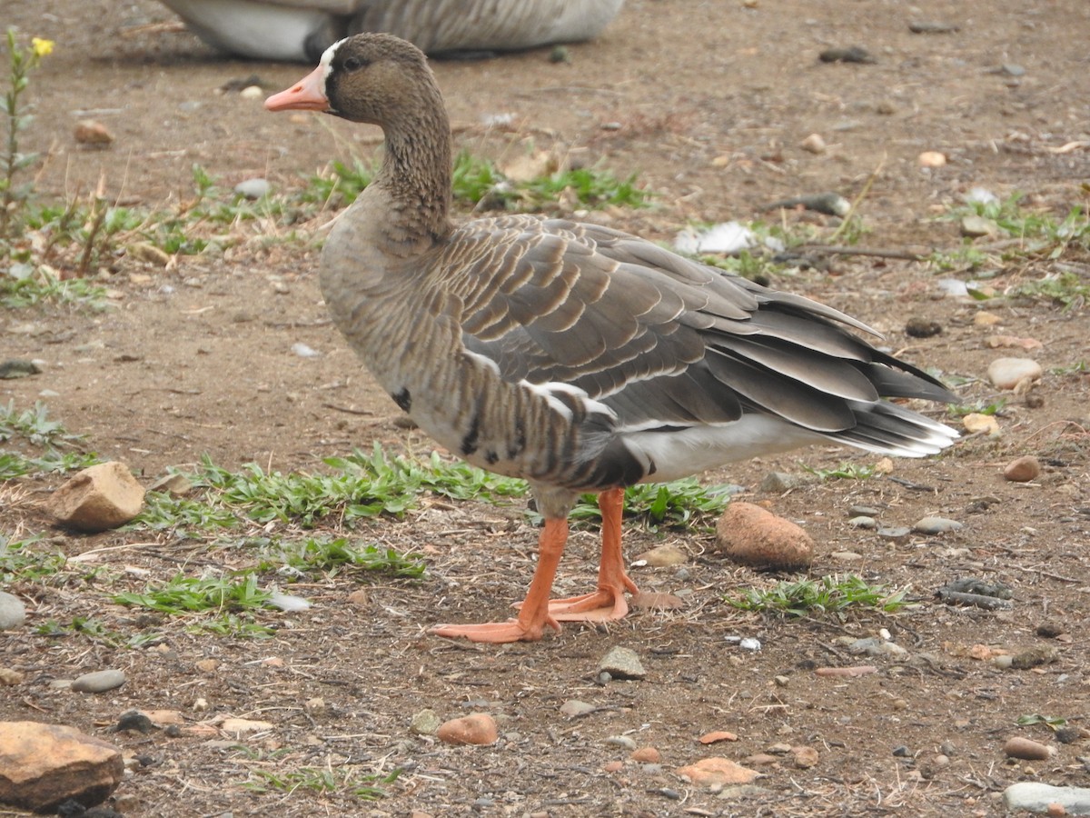 Greater White-fronted Goose - ML37405121