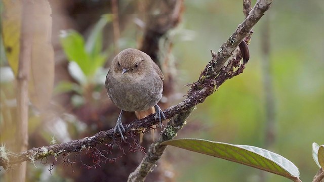  - Vilcabamba Thistletail