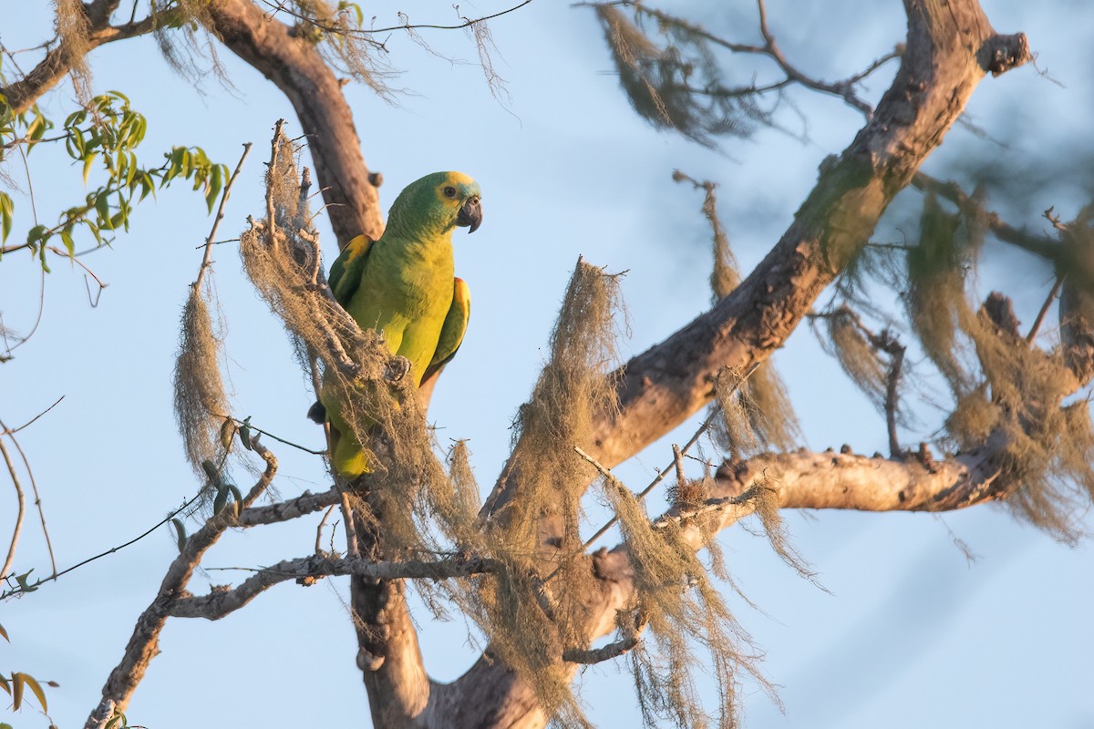 Turquoise-fronted Parrot - ML374051961