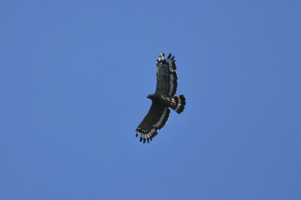 Crested Serpent-Eagle - ML374053071