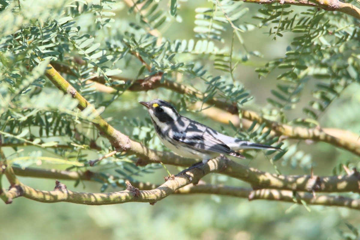 Black-throated Gray Warbler - Diana Spangler