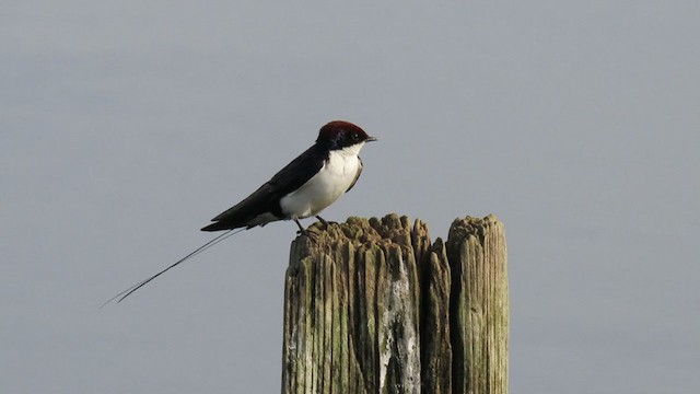 Wire-tailed Swallow - ML374064751
