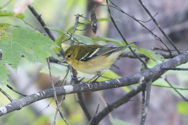 Bay-breasted Warbler - Martin Wall