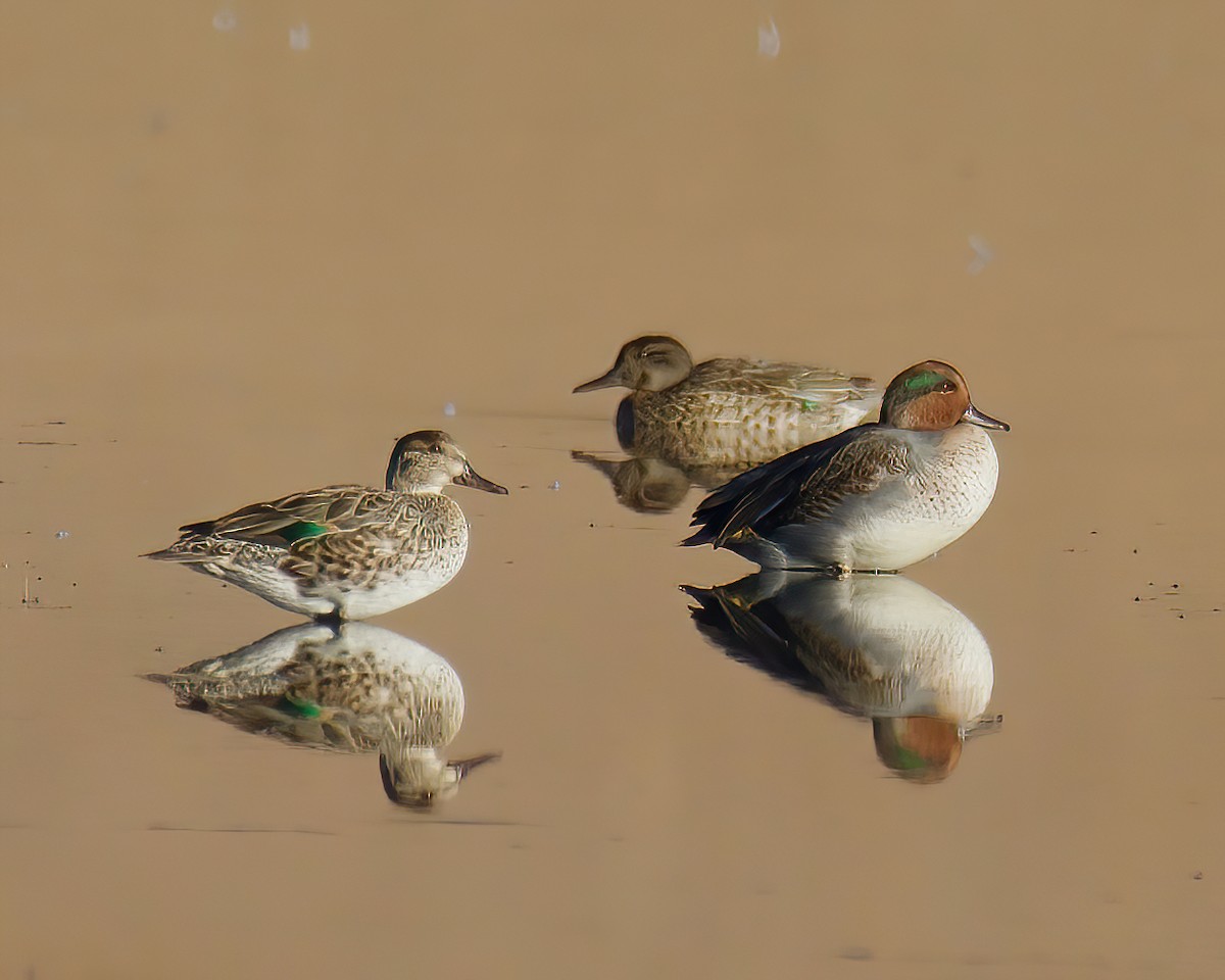 Green-winged Teal - ML374069021