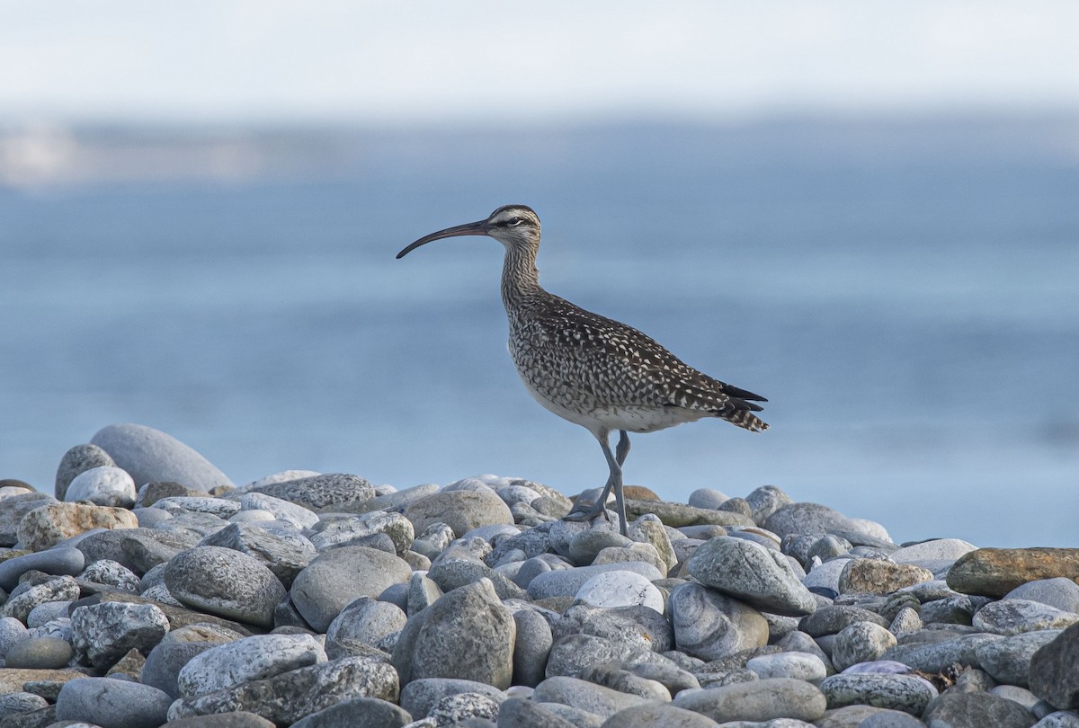 Whimbrel - Ronnie d'Entremont