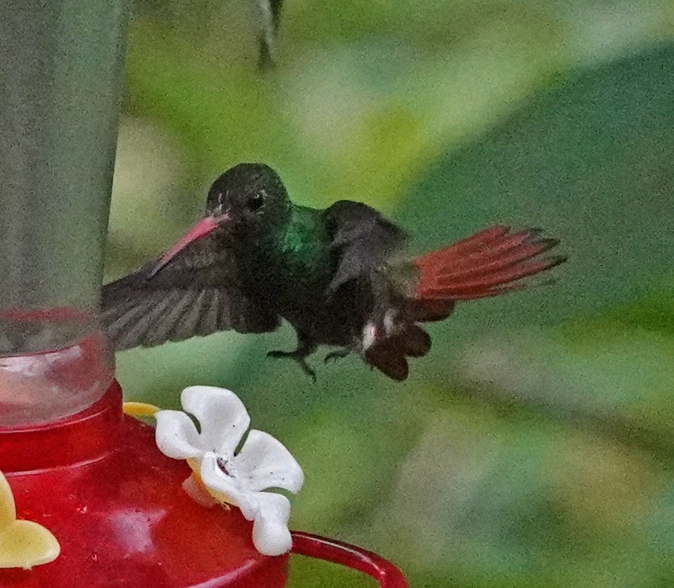 Rufous-tailed Hummingbird - Jim Gessaman