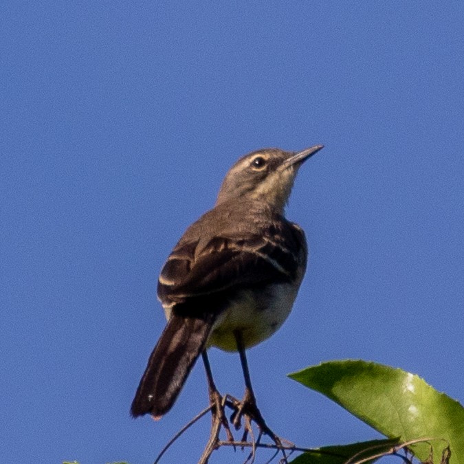 Cape Wagtail - ML374096621